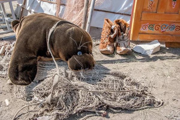 The toy seal is entangled in the net and lies on the ground. The yurt has brown fur boots. Traditional Baikal boots.