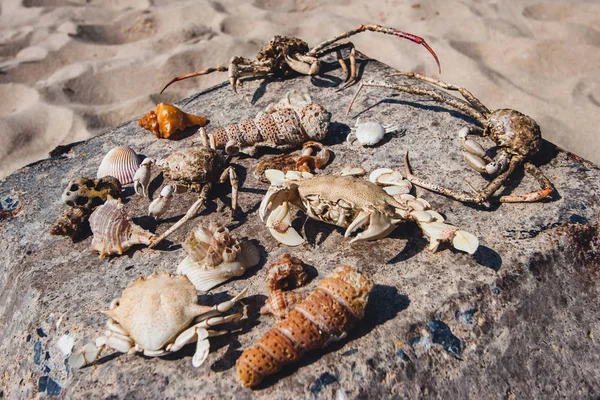 Beach finds. Dry crabs, shells, sea creatures, seafood collected on the beach, seafood lie on a stone on the sand. Claws, paws, dried skin.