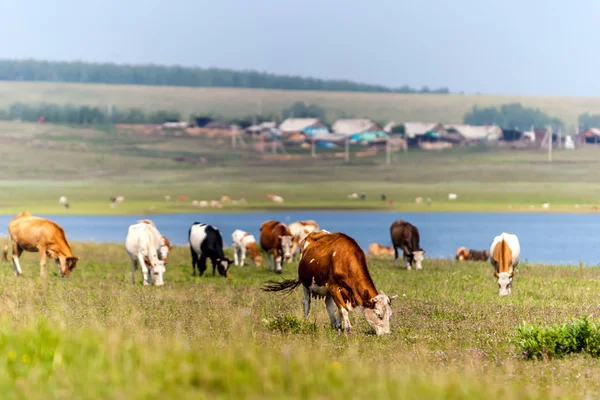 牛在湖边的绿色草地上吃草 湖外是一个村庄 养殖牲畜 未来的牛奶 选择性地关注第一头牛 — 图库照片