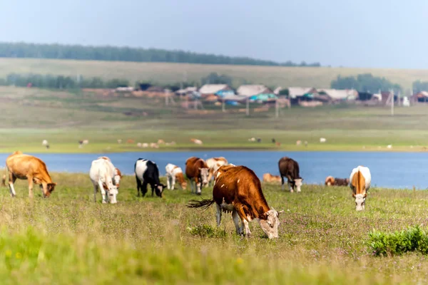 Mucche Pascolano Prato Verde Vicino Lago Oltre Lago Villaggio Allevamento — Foto Stock