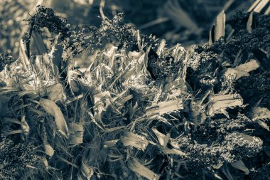 Tropik bir ağacın tüylü kabarık kabuğu. Soyut arka plan. Mavi renkli.