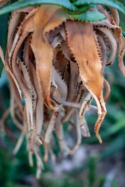 Hängende Blätter Eines Tropischen Baumes Sieht Aus Wie Die Tentakel — Stockfoto