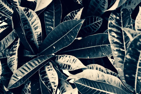 Mooie Langwerpige Grote Tropische Bladeren Met Elkaar Verweven Contrast Achtergrond — Stockfoto