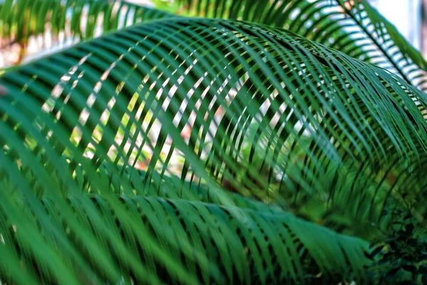 Palm Takken Met Smal Dun Groen Blad Helder Licht Door — Stockfoto