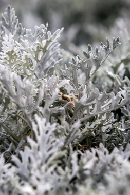 Geyik boynuzları gibi büyük orman beyaz yosun doku. Seçici odak. Dikey.