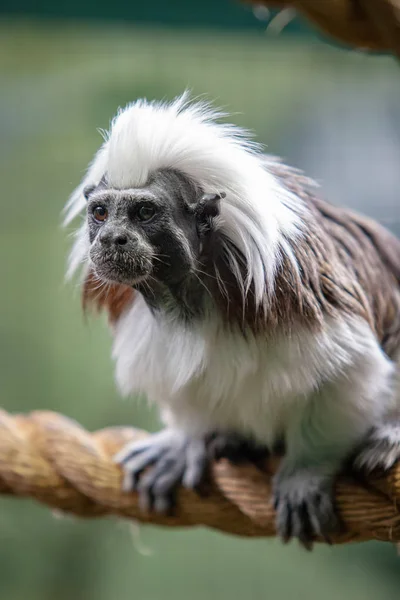 Funny monkey tamarin sits on a thick rope. The coat is white and black. Eyes are open, mouth is closed. Selective focus on the face. Vertical.