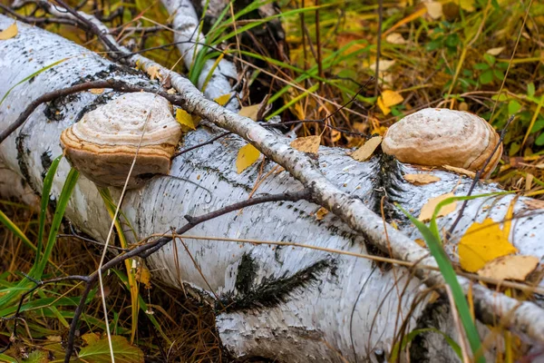 Birke Steht Herbstwald Und Ihre Beiden Großen Polypen Selektiver Fokus — Stockfoto