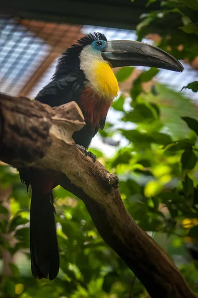 Ptak Toucan Dużym Dziób Siedzi Grubej Gałęzi Czarne Pióra Niebieskie — Zdjęcie stockowe