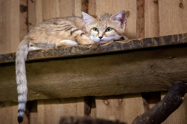 Sad Cheshire Cat Big Ears Eyes Lies Blackboard Tail Hangs — Stock Photo, Image