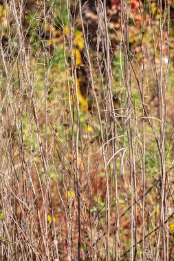 Bulanık sonbahar arkaplanlı kuru kamış dalları. Kuru çimenlere odaklan. Dikey.