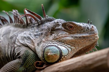Yetişkin bir iguananın kafası. Sırtında büyük iğneler var. Gözlerinizi açın. Ağız kapalı. Yeşil arkaplan bulanık.