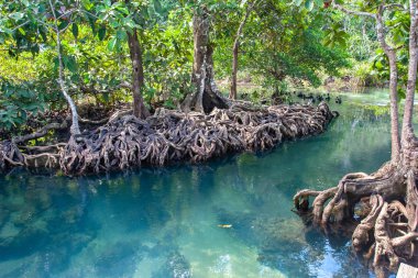 Beautifully intertwined roots of mangrove trees leaving in turquoise water. Mangroves on the banks of the river in sunny weather. clipart