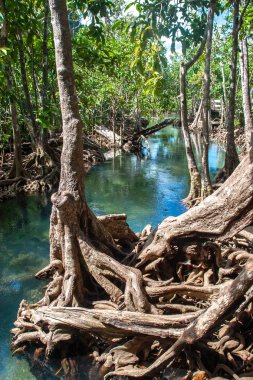 Mangrov ağaçları arasında sığ bir nehir akıyor. Suda çok güzel, kalın kökler. Dikey çerçeve.