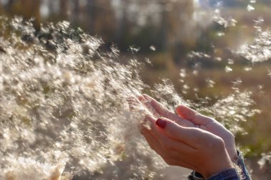 A lot of fluff from cattail flies in the wind from the hands of a girl. Selective shallow focus on the fluff, autumn background blurred. clipart