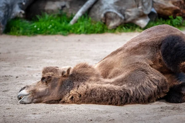 死んだラクダが頭を下げて砂の上に横たわっている 環境問題 茶色のコート選択的フォーカス 背景がぼやけている — ストック写真