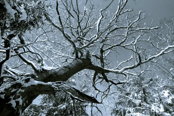 Ψηλό Σαρωτικό Δέντρο Χιόνι Χειμερινό Δάσος Δέντρο Βρίσκεται Στην Διαγώνιο — Φωτογραφία Αρχείου