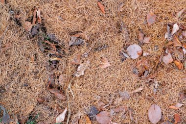 Kuru karaçam iğnelerinin doğal dokusu ve sonbaharda yerdeki eski yapraklar. Bir sürü kahverengi yaprak. Sıcak palet.