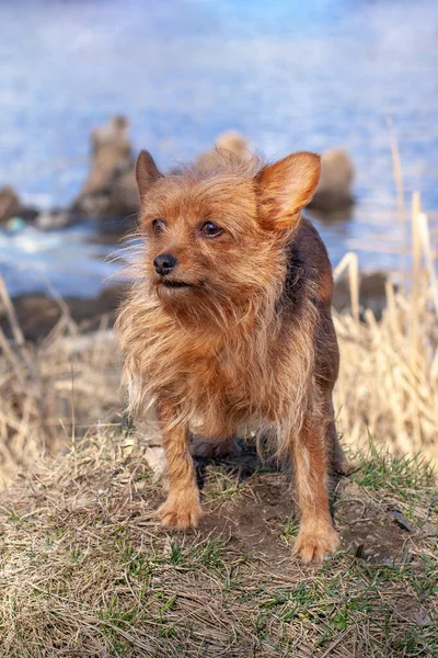 ヨークシャーテリアの品種の面白い毛深い小さな犬が水の背景にマウンドに立って横に見えます 長い茶色の犬の髪と大きな耳 — ストック写真