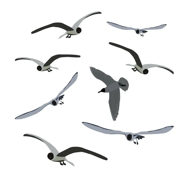 Set Flying Seagulls Isolated White Tern Birds Different Poses Grey — Stock Vector