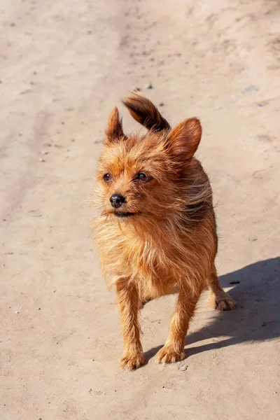 ヨークシャー テリアは埃っぽい道の通りに立っている 長い茶色の犬の髪と大きな耳 — ストック写真