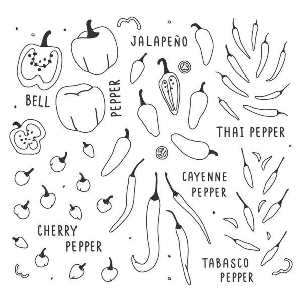 Illustration vectorielle dessinée à la main, collection de différents types de piment — Image vectorielle