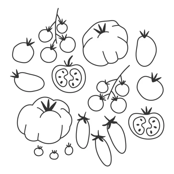 Vector illustrations of different kinds of tomato. Hand drawn various sorts of tomato vegetable. — Stock Vector