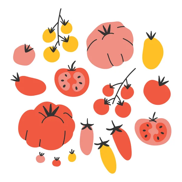 Ilustraciones vectoriales de diferentes tipos de tomate. Dibujado a mano varios tipos de verduras de tomate . — Archivo Imágenes Vectoriales