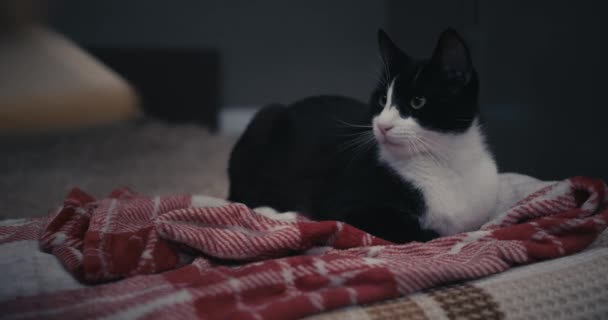Bir Kediye Kitap Vermek — Stok video