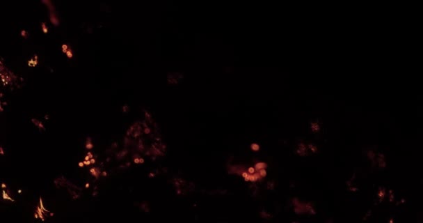 Macro shot de brûlure de laine d'acier. Idéal pour un arrière-plan ou pourrait ressembler à des neurones tirant dans un cerveau .