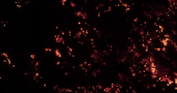 无限循环 真实火焰和火花的抽象背景 — 图库视频影像