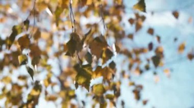 Sonbaharda bir huş ağacında dişi el dokunmadan yapraklar.