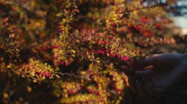 Yavaş hareket te berry toplama kadın el.