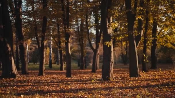 Autumn Park — Stock Video
