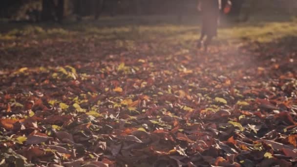 Dziewczyna Chodzenie Yeallow Jesiennych Liści Parku — Wideo stockowe