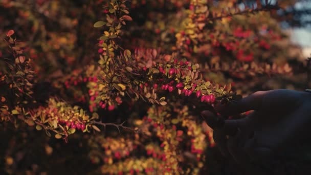 Female Hand Picking Berry Slowmotion — Stock Video