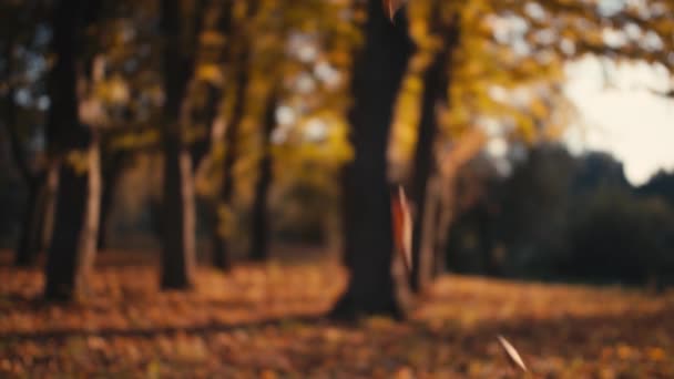 Herfst Bladeren Vallen Slow Motion Een Bokeh Achtergrond — Stockvideo