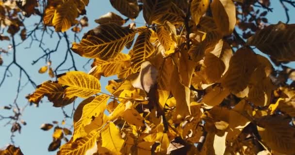 Beleza Parque Outono Folhas Árvore Dourada Céu Azul — Vídeo de Stock