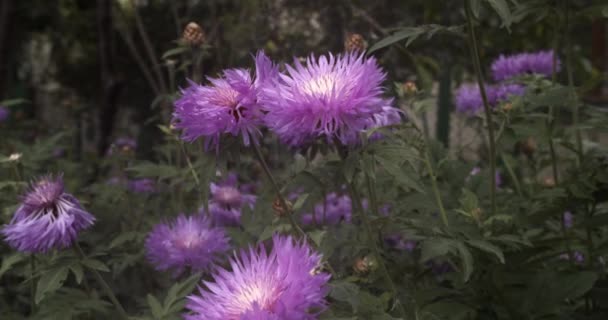 庭のふわふわの紫色の花 — ストック動画