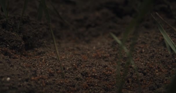 Занятые Лесные Муравьи Муравейнике — стоковое видео