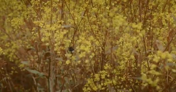 Abelhas Zangão Coletam Néctar Campo Flores Amarelas — Vídeo de Stock