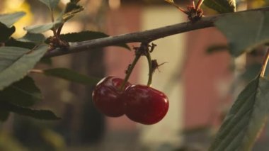 Ağaçta iki kiraz ve sürünen bir karınca. El kamerasıyla..