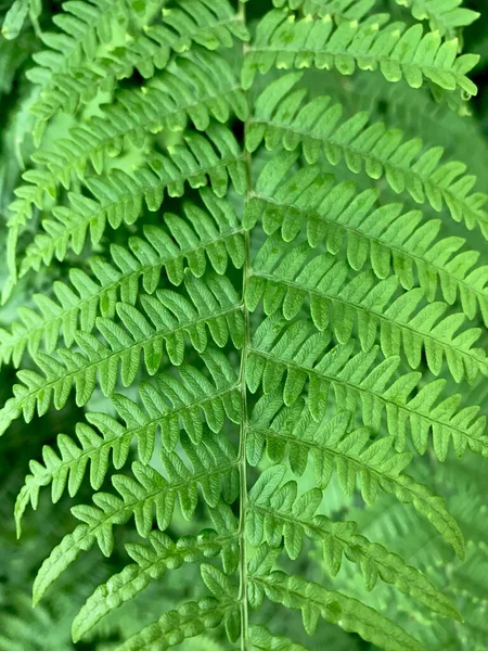 Feuille Verte Fougère Macro — Photo