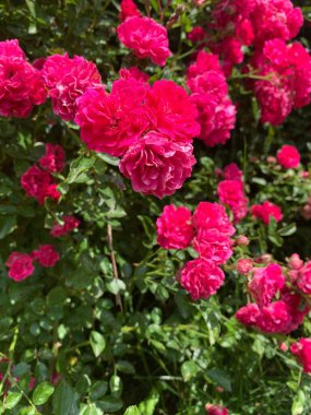 Büyük parlak pembe güller çalısı