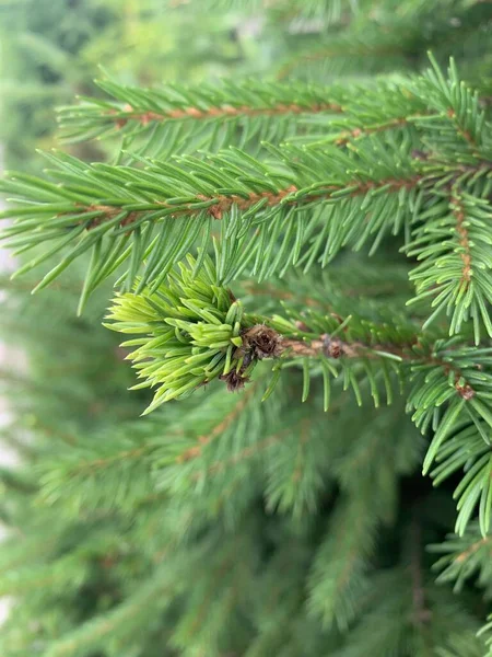 Petite Belle Branche Épinette Dans Forêt — Photo