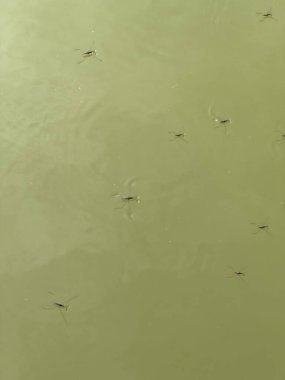 Small insects skimming the surface of a murky pond on a sunny afternoon in a natural setting