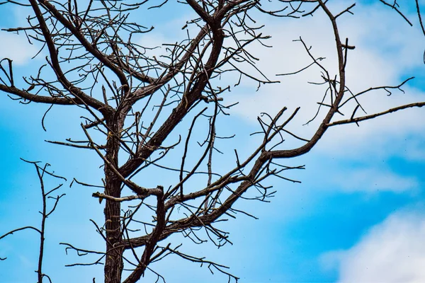 Verschwommenes Bild Von Getrocknetem Stamm Blauen Himmel — Stockfoto