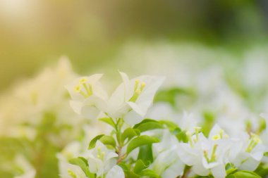 Bahçedeki beyaz çiçekten bulanık yakın plan.