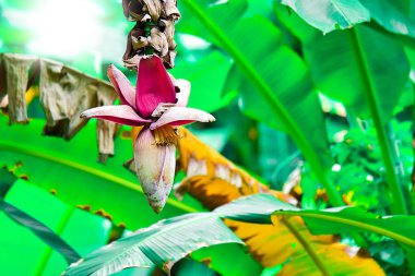 Bahçede muz ağacında taze muz çiçeği