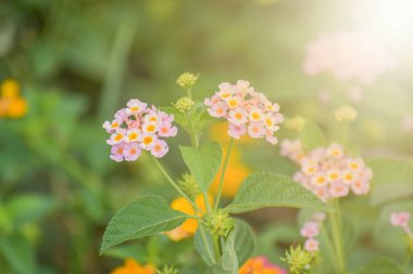 Bahçede yumuşak güneş ışığı ile taze çiçek