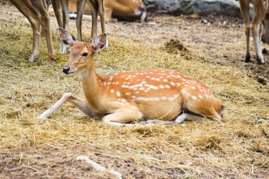 Bahçede oturan benekli geyik. Bahçe eksen geyik yakın çekim
